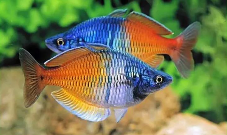 Jenis Ikan Hias Air Tawar Asli Indonesia