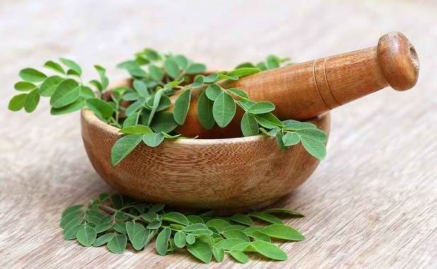 Manfaat Daun Kelor Untuk Kesehatan Tubuh